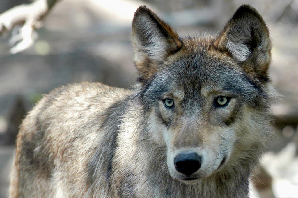 US House votes to remove wolves from endangered list