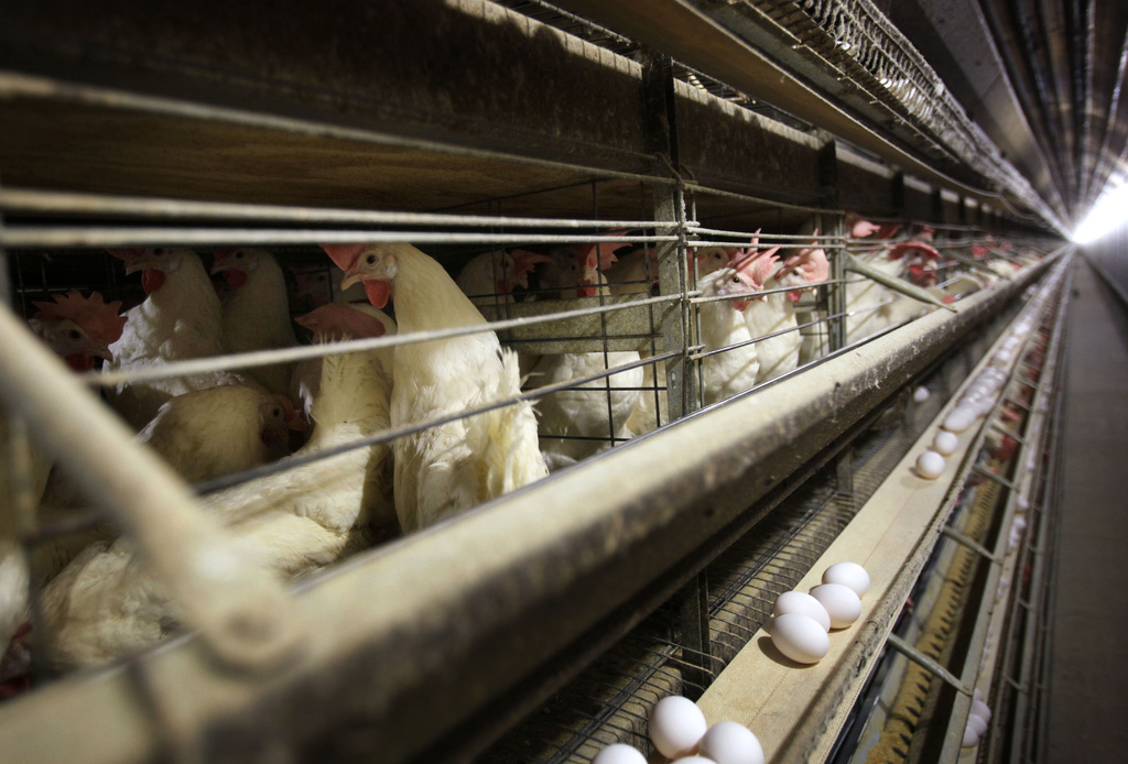 Chickens stand in their cages at a farm