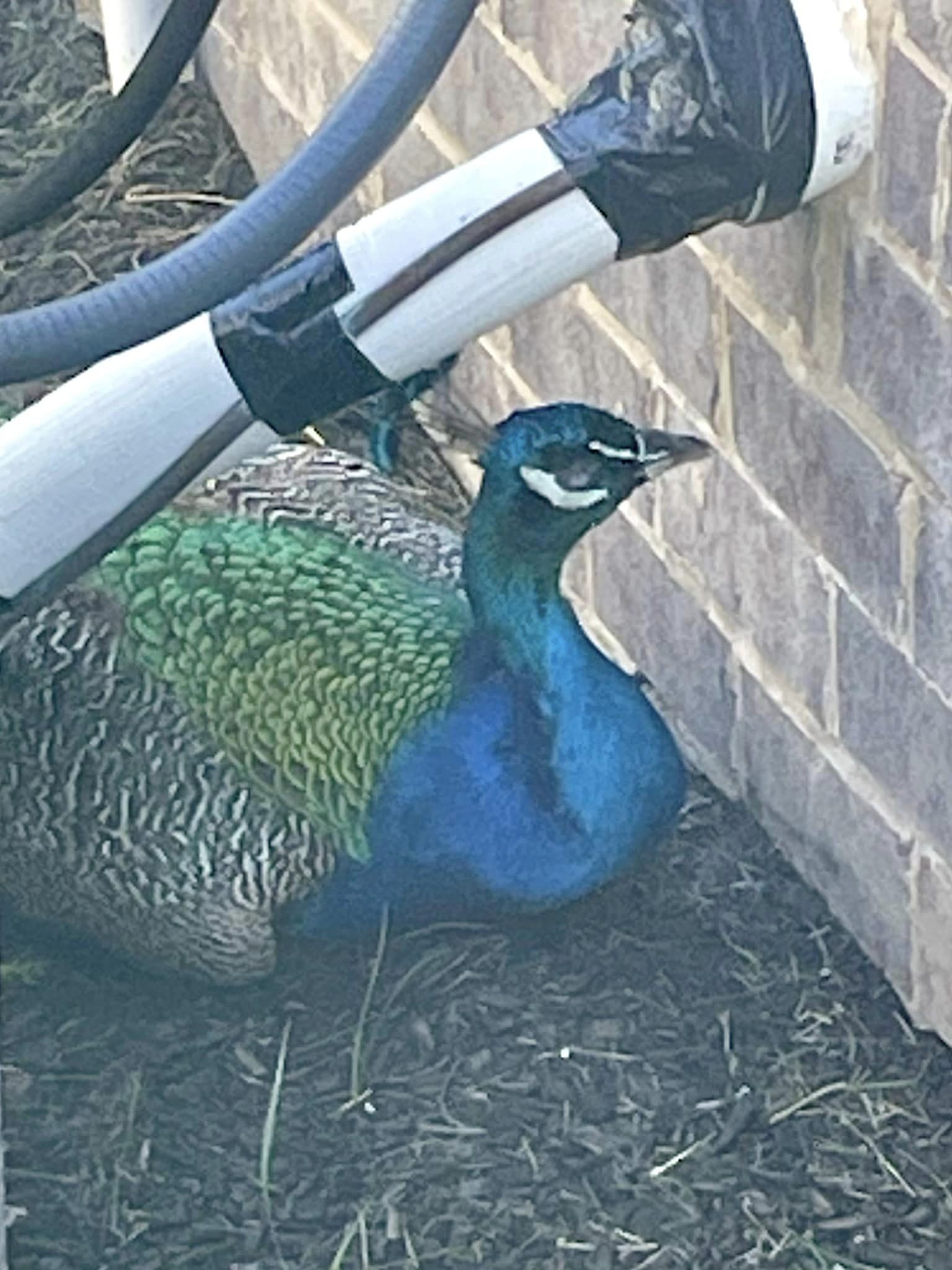 peacock.jpg