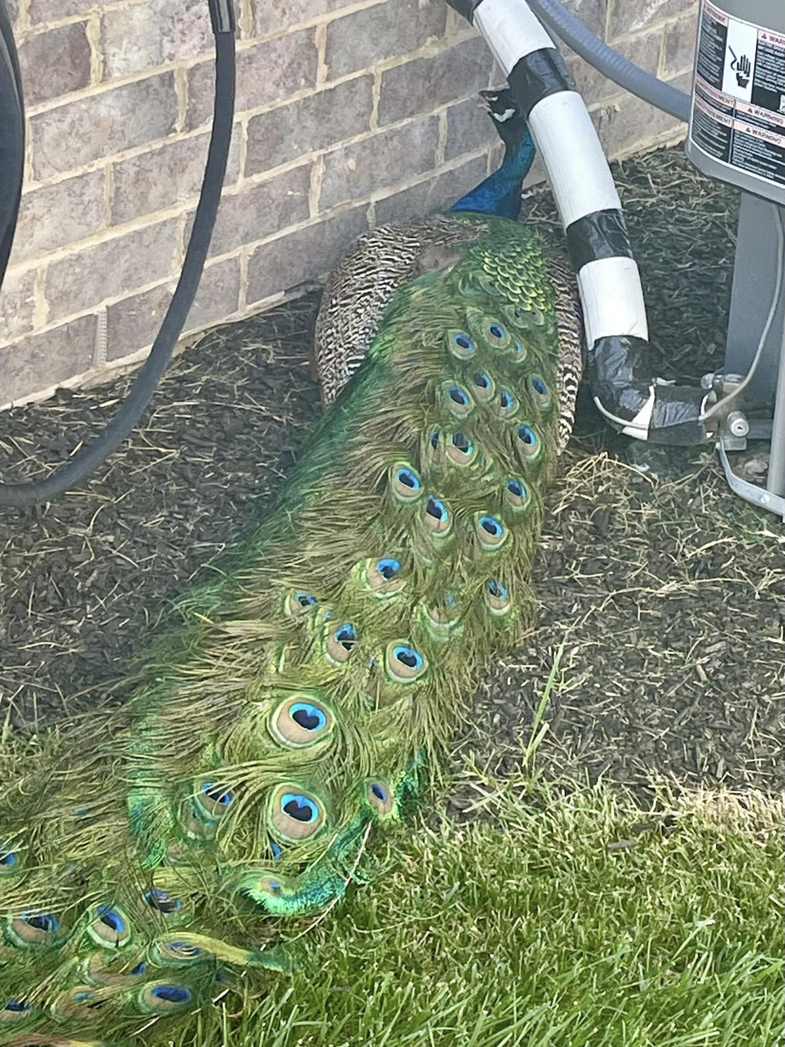 peacock2.jpg