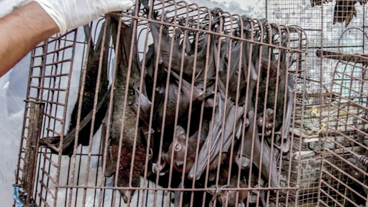 bats in a cage