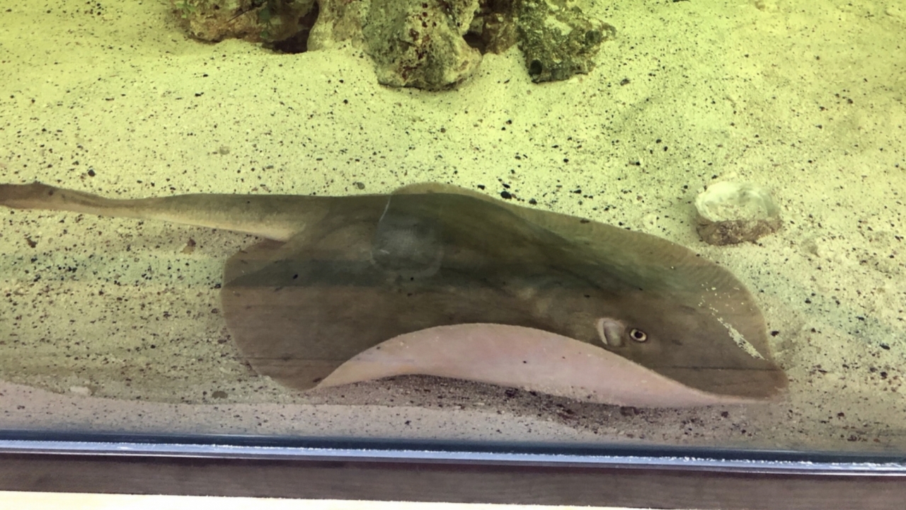A captive stingray named Charolette