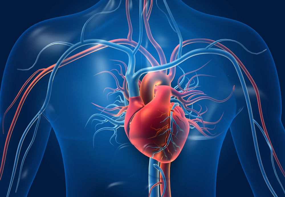 Illustration of a human heart with blood vessels.
