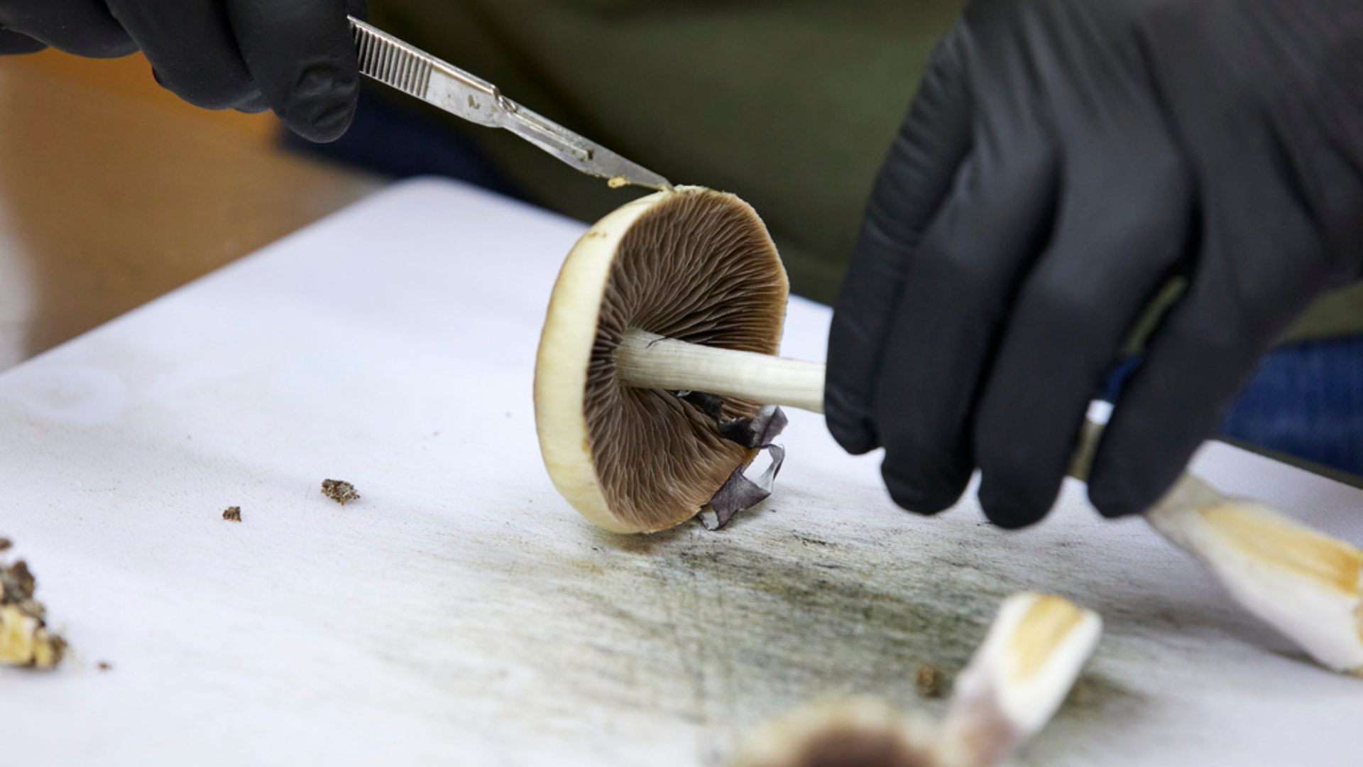 A grower cuts psilocybin mushrooms to prepare for distribution.