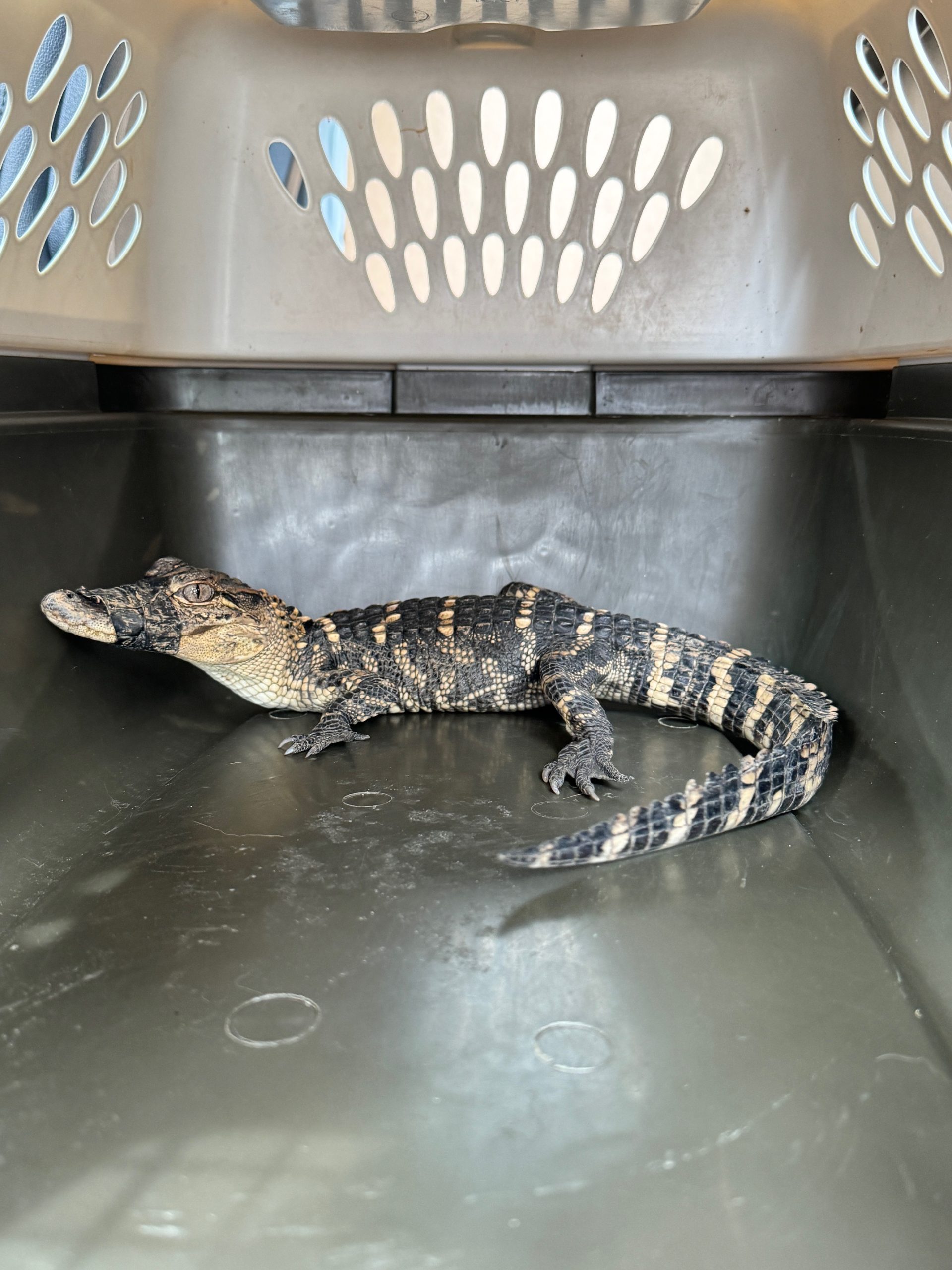 alligator.jpeg