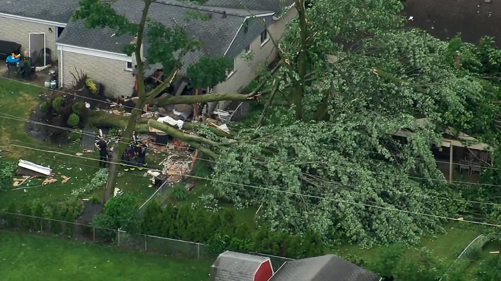 TREE IN LIVONIA HOME