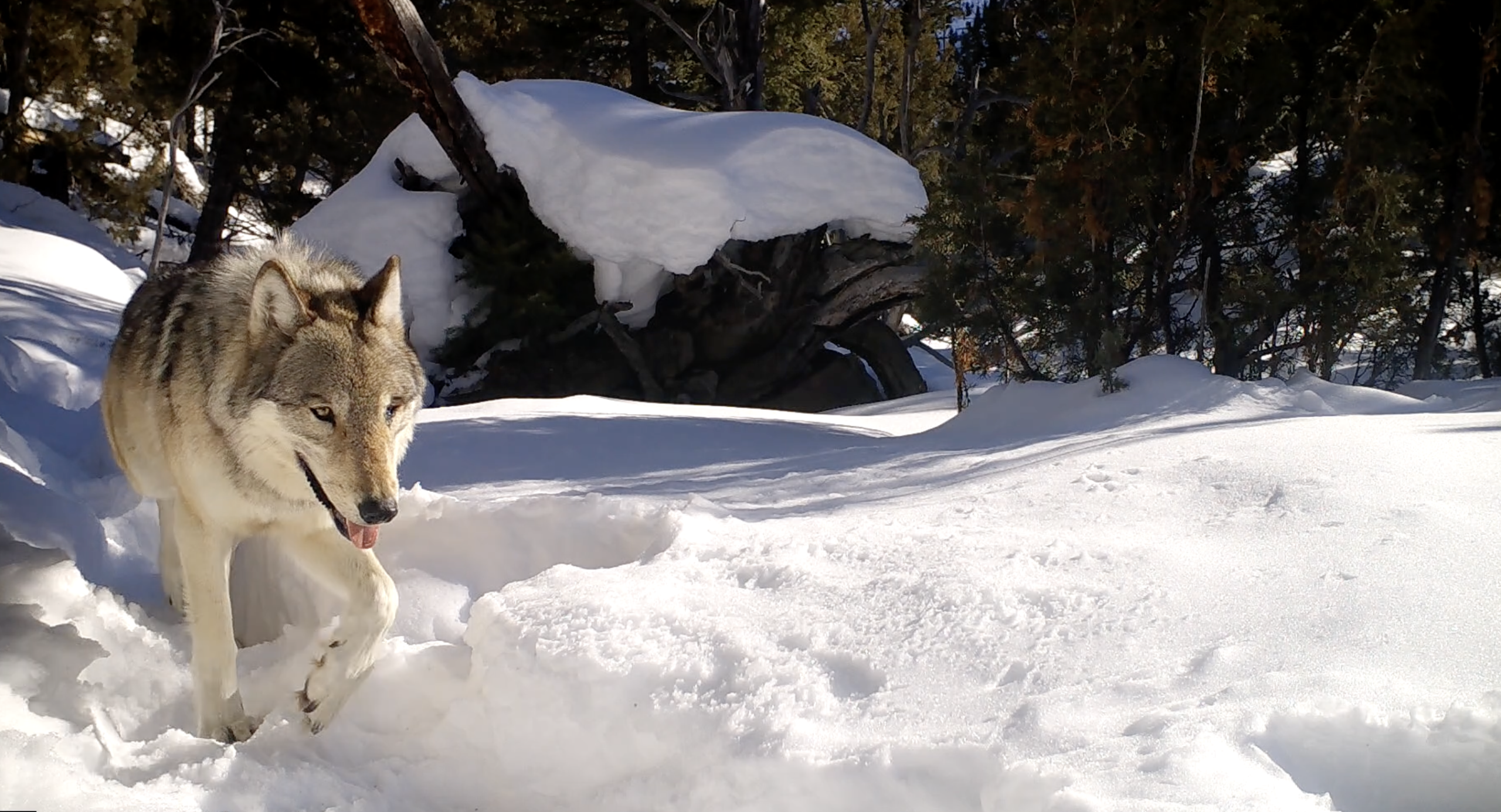 Wolf 907 on a Trail Cam
