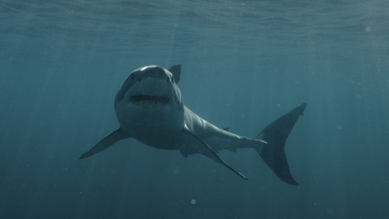 A shark swims in the ocean.