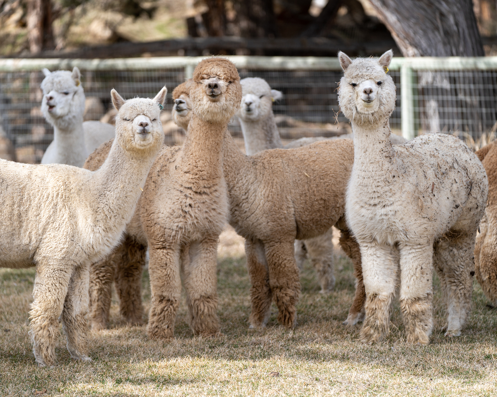 Alpacas on a farm in Oregon