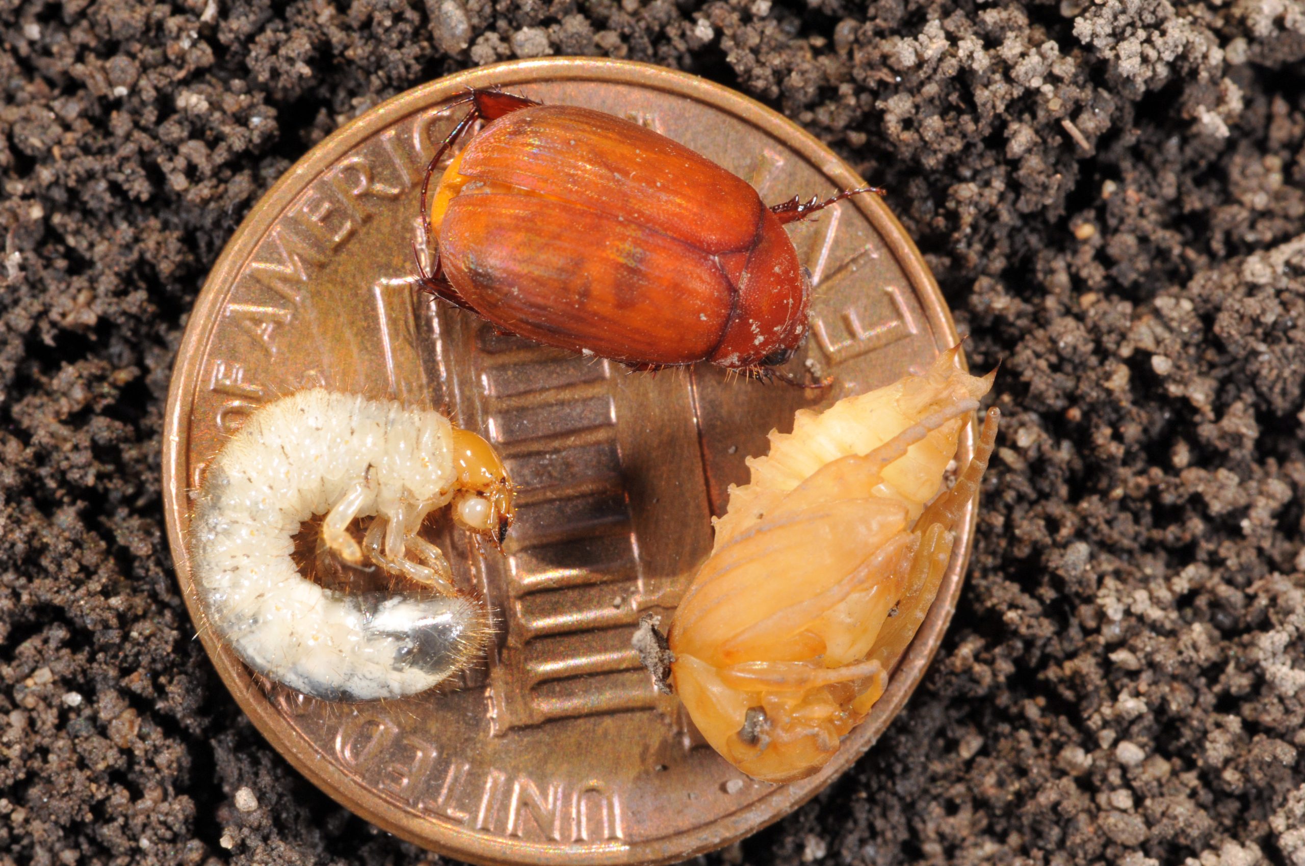 AGBgrubPupaBtlePenny.jpg
