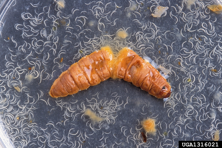 Nematodes.jpg