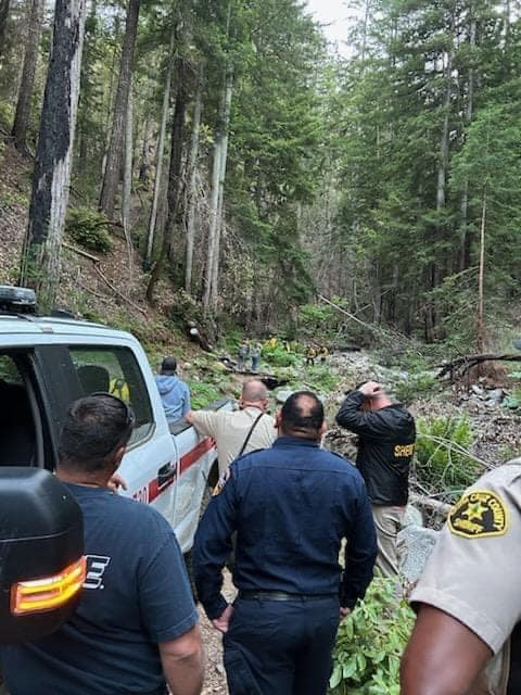 Officials look into the forest.