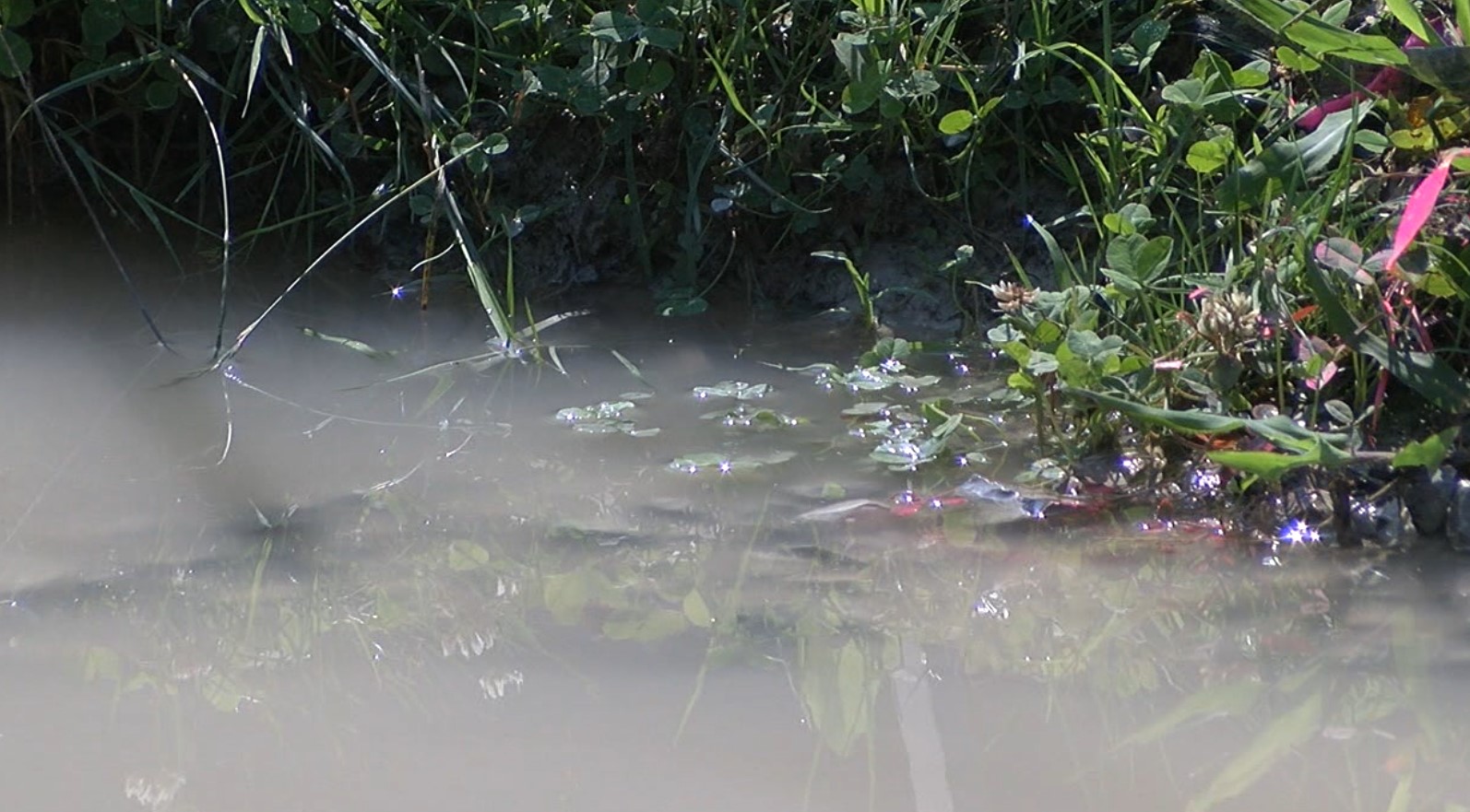 standing water3.jpg