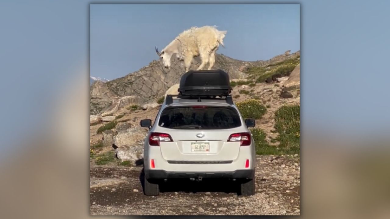 Goats 'dance' on Subaru at Mount Blue Sky