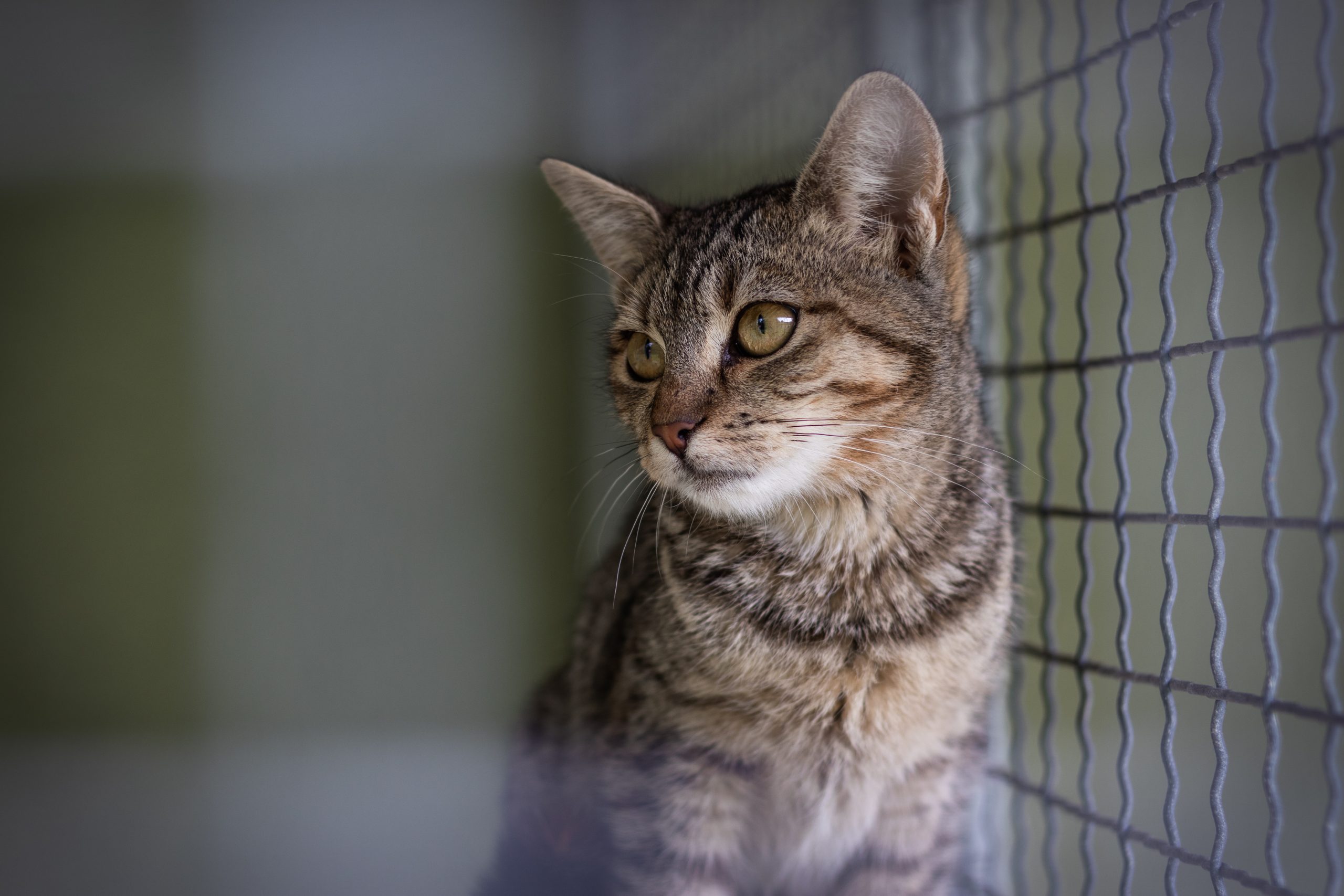 A cat at an animal shelter.