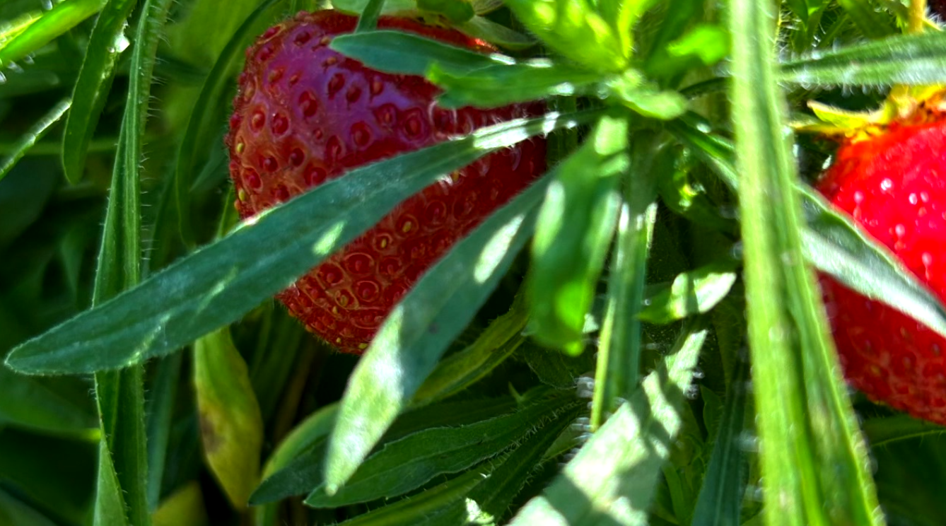 Strawberries.png