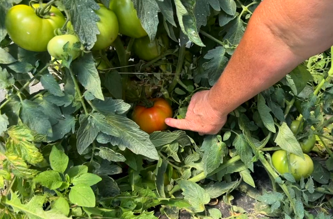 Tomatoes.png