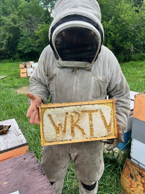 Bees1.jpg