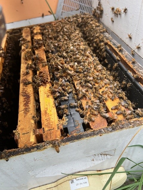 bees2.jpg