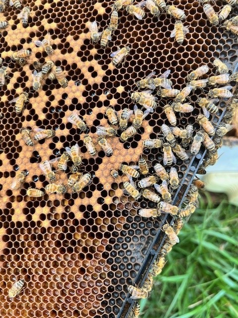 bees3.jpg