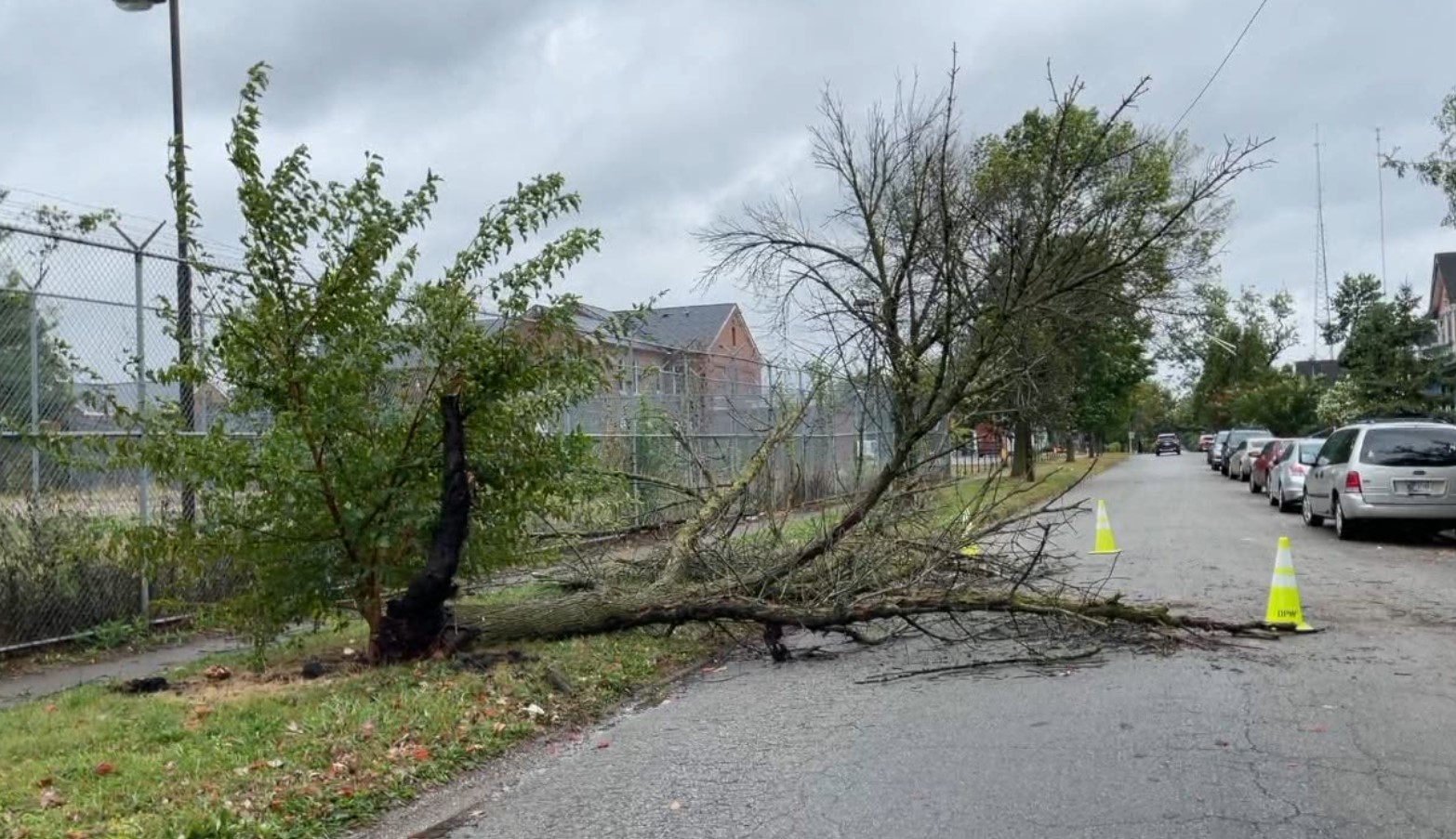 trees down.jpg