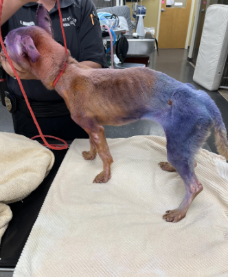 PSL PET GROOMER ARRESTED FOR ANIMAL CRUELTY