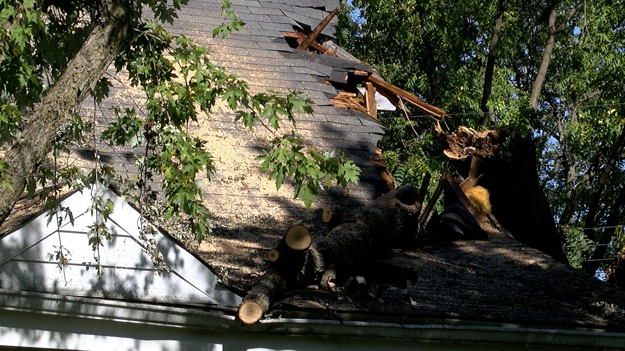 tree on roof 1.jpg
