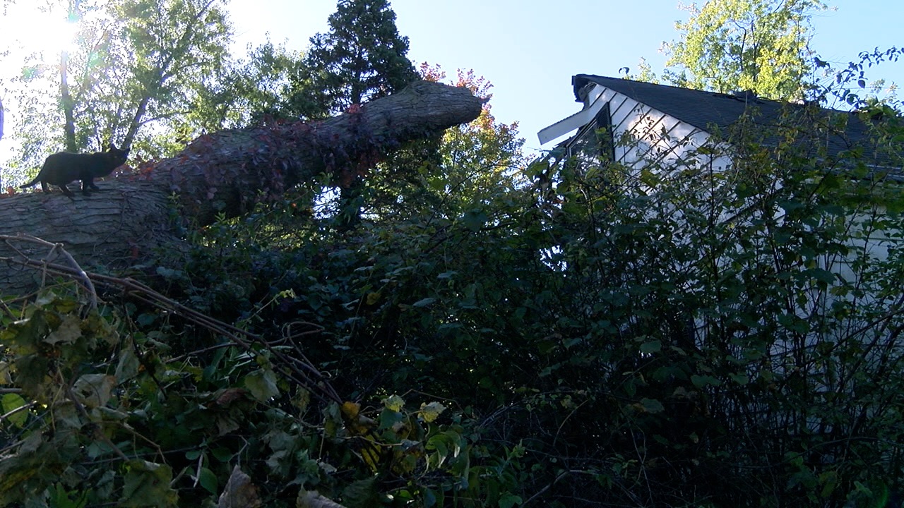 tree on roof 3.jpg