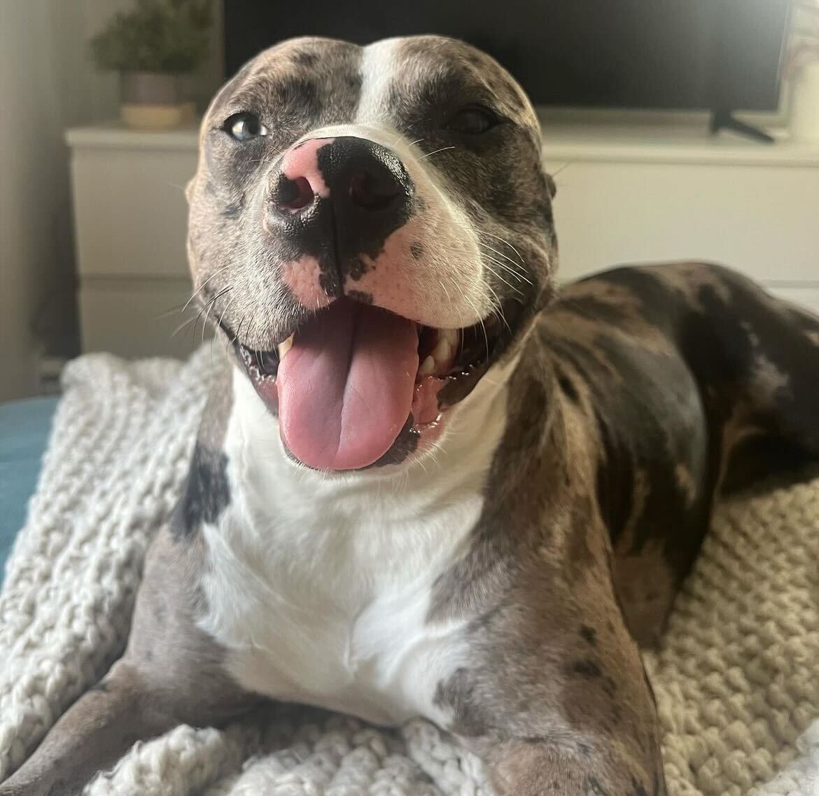 Margot, a pit bull and American bulldog mix, was rescued from Cincinnati Animal CARE in 2022.