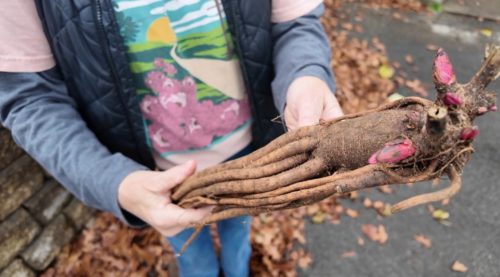peony planting4.jpg