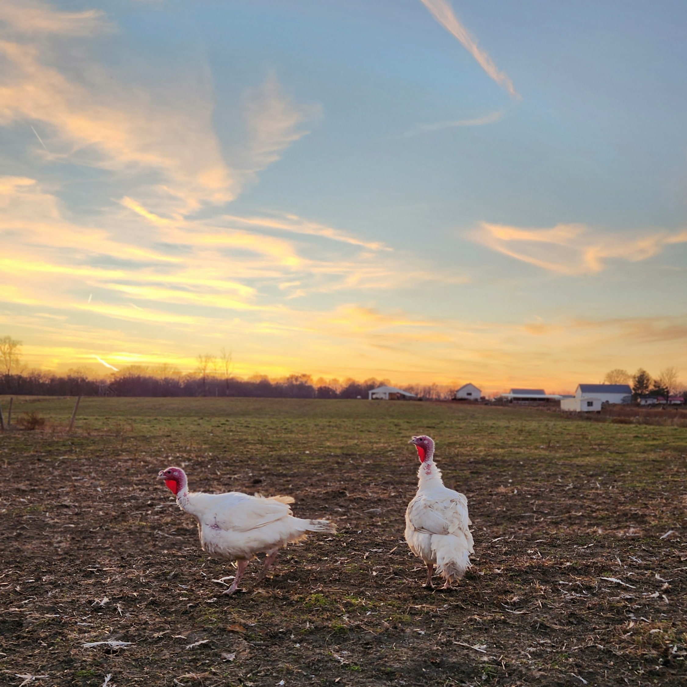 Becker Farms 2.jpg