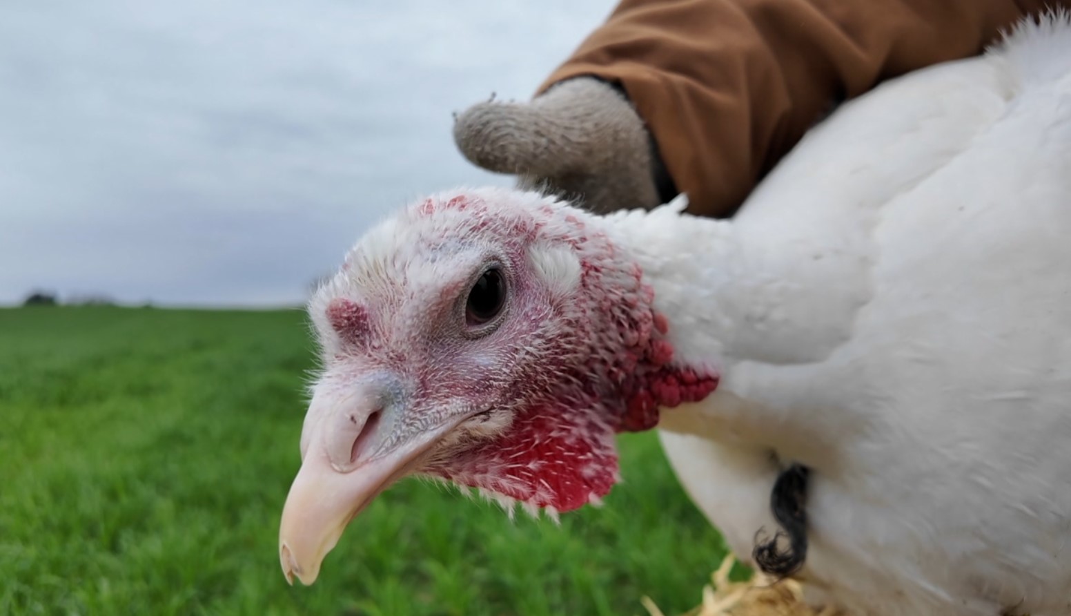 turkey7.jpg