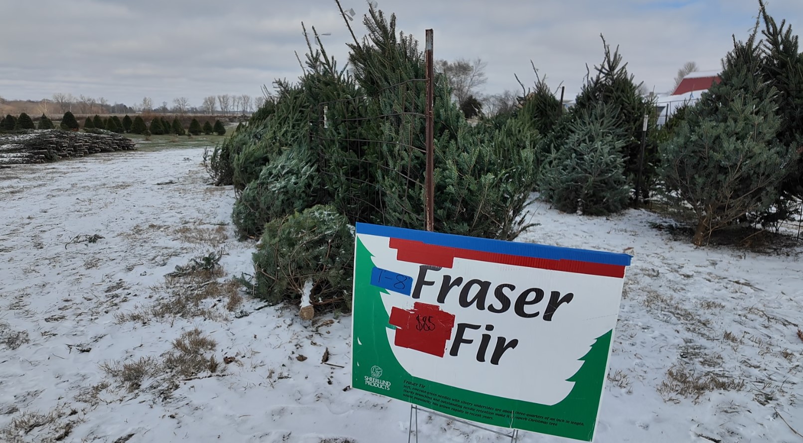 xmas tree farm11.jpg