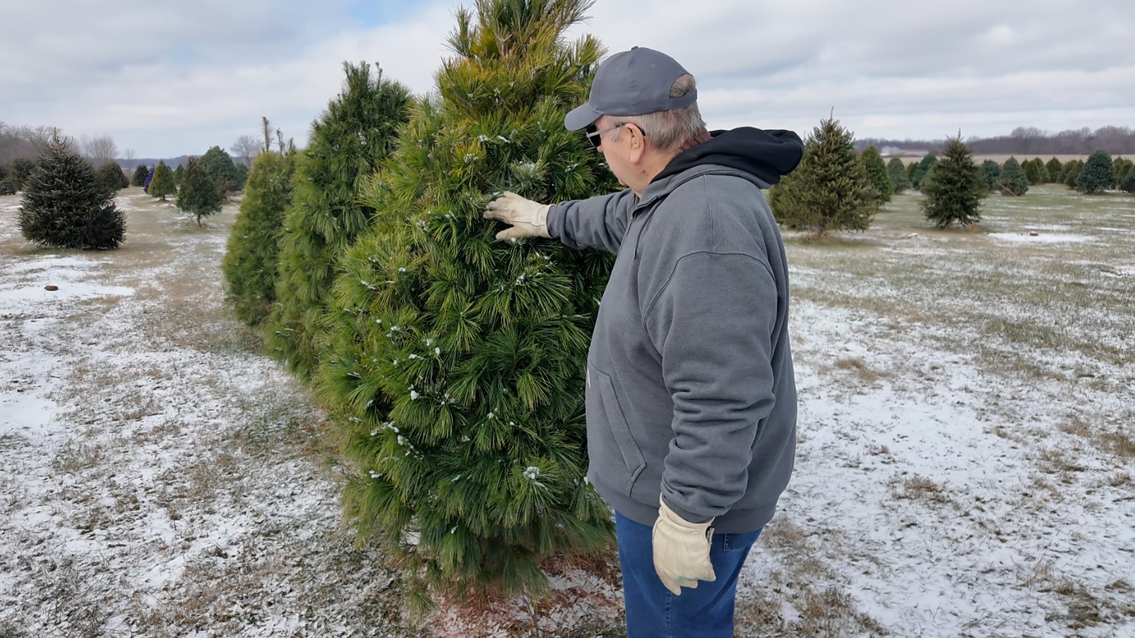 xmas tree farm2.jpg