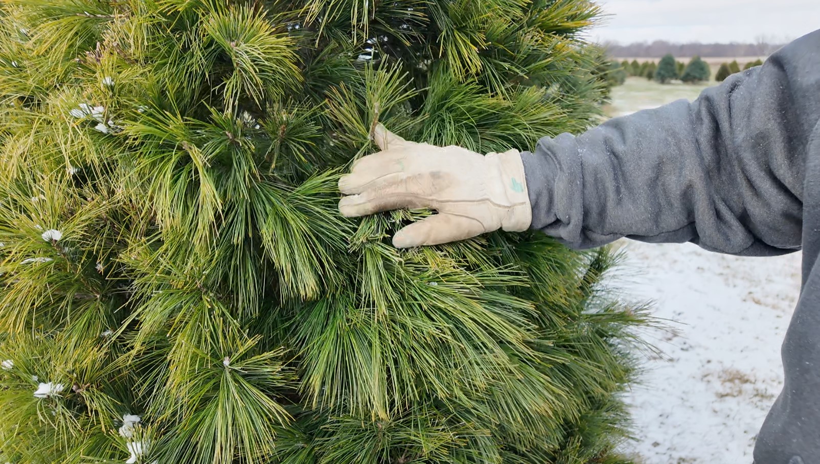 xmas tree farm3.jpg