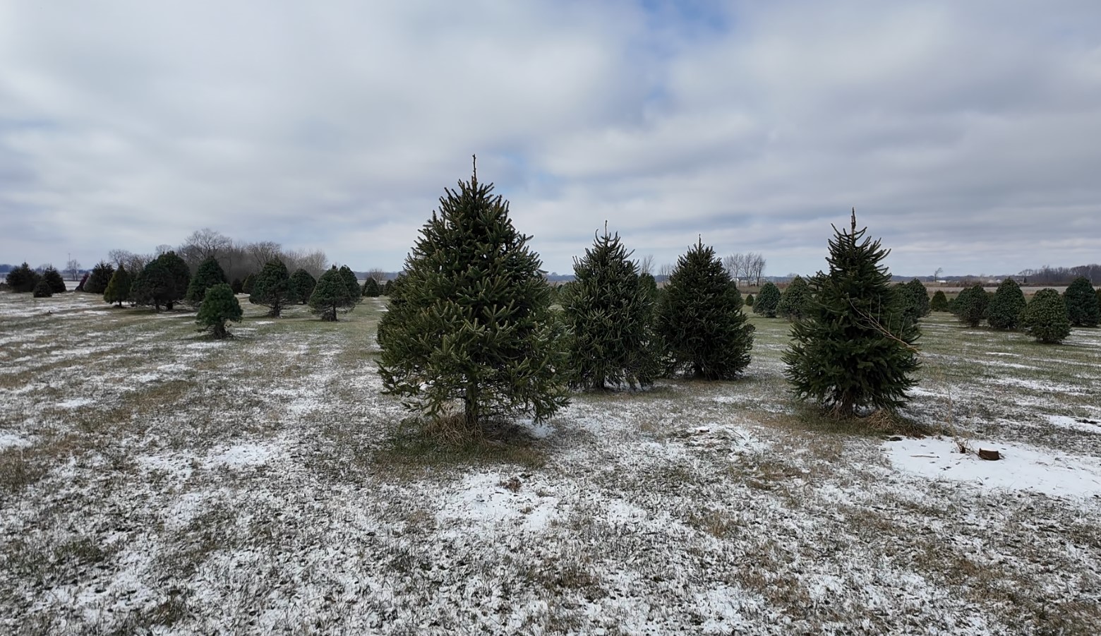 xmas tree farm4.jpg