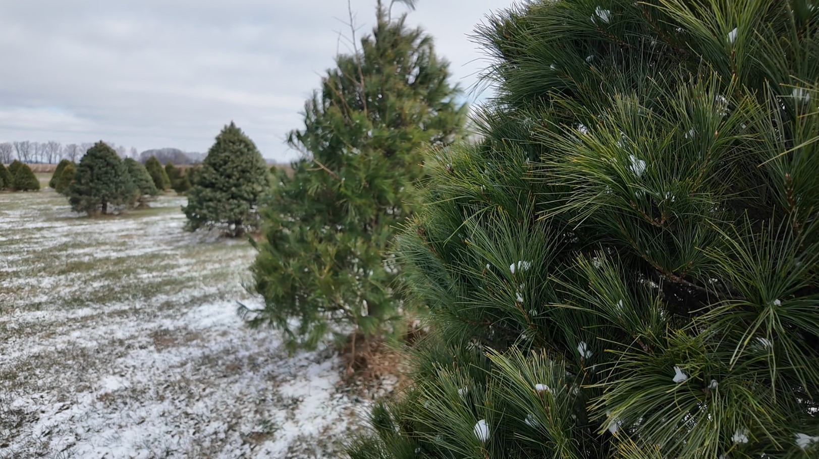 xmas tree farm5.jpg