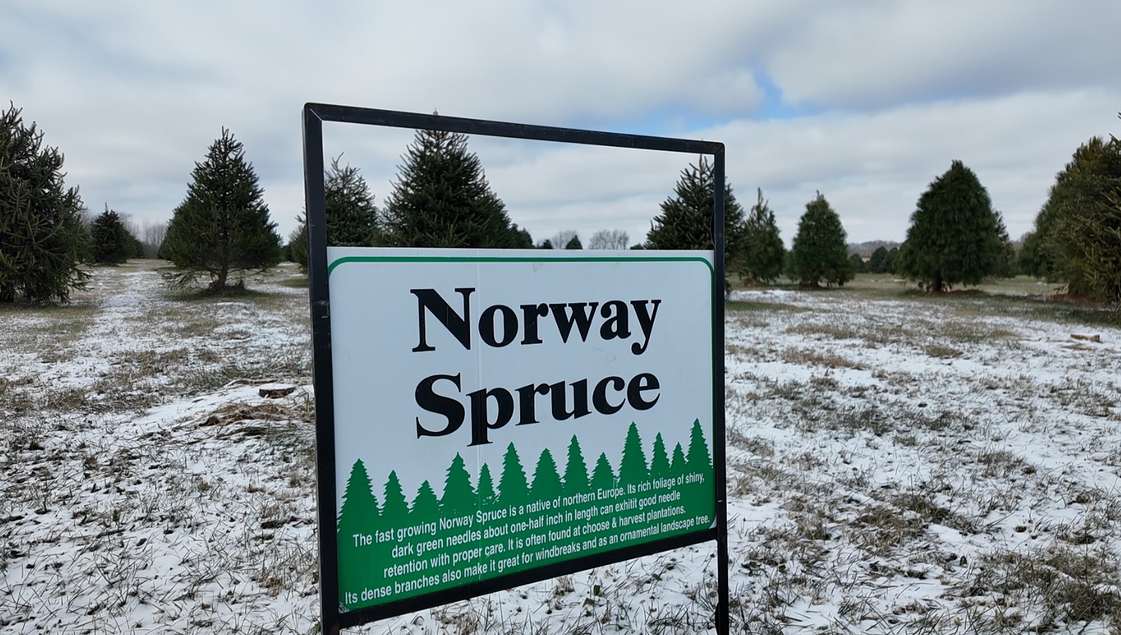 xmas tree farm9.jpg
