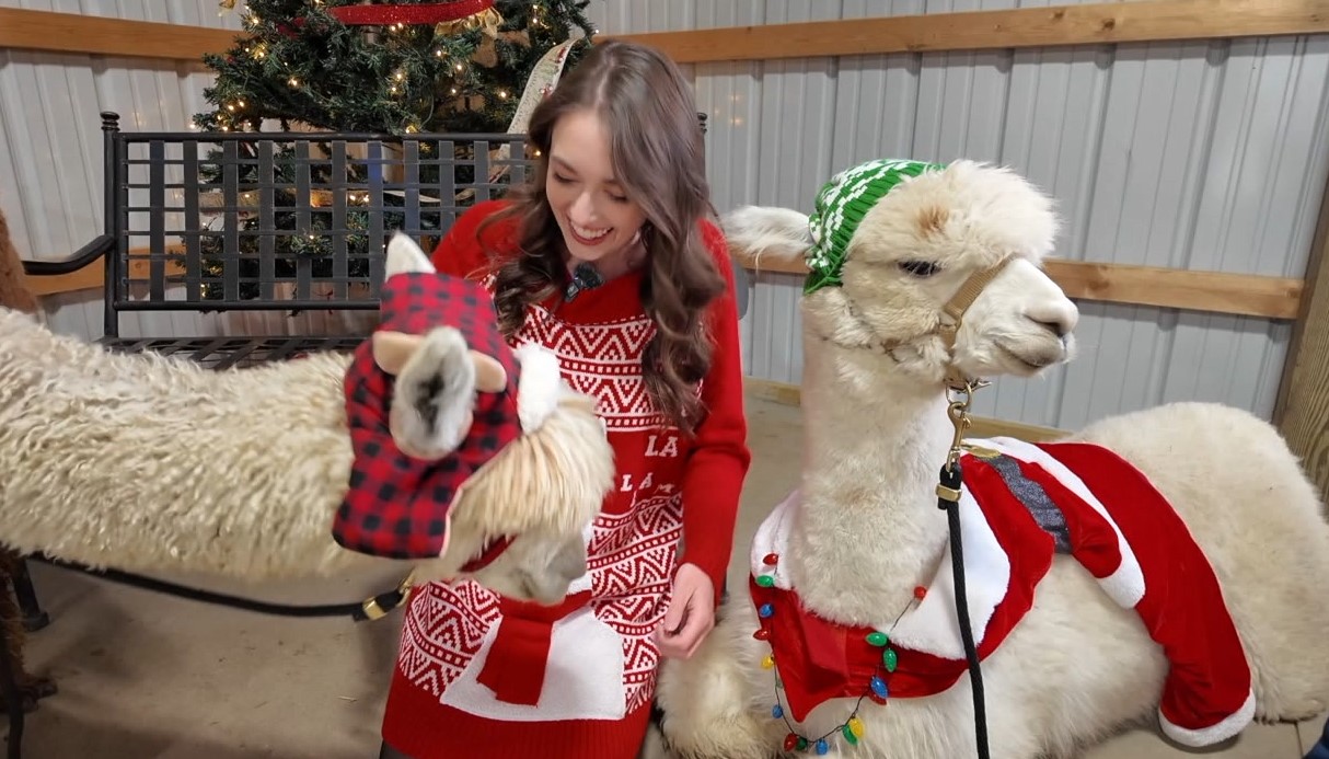alpaca.jpg