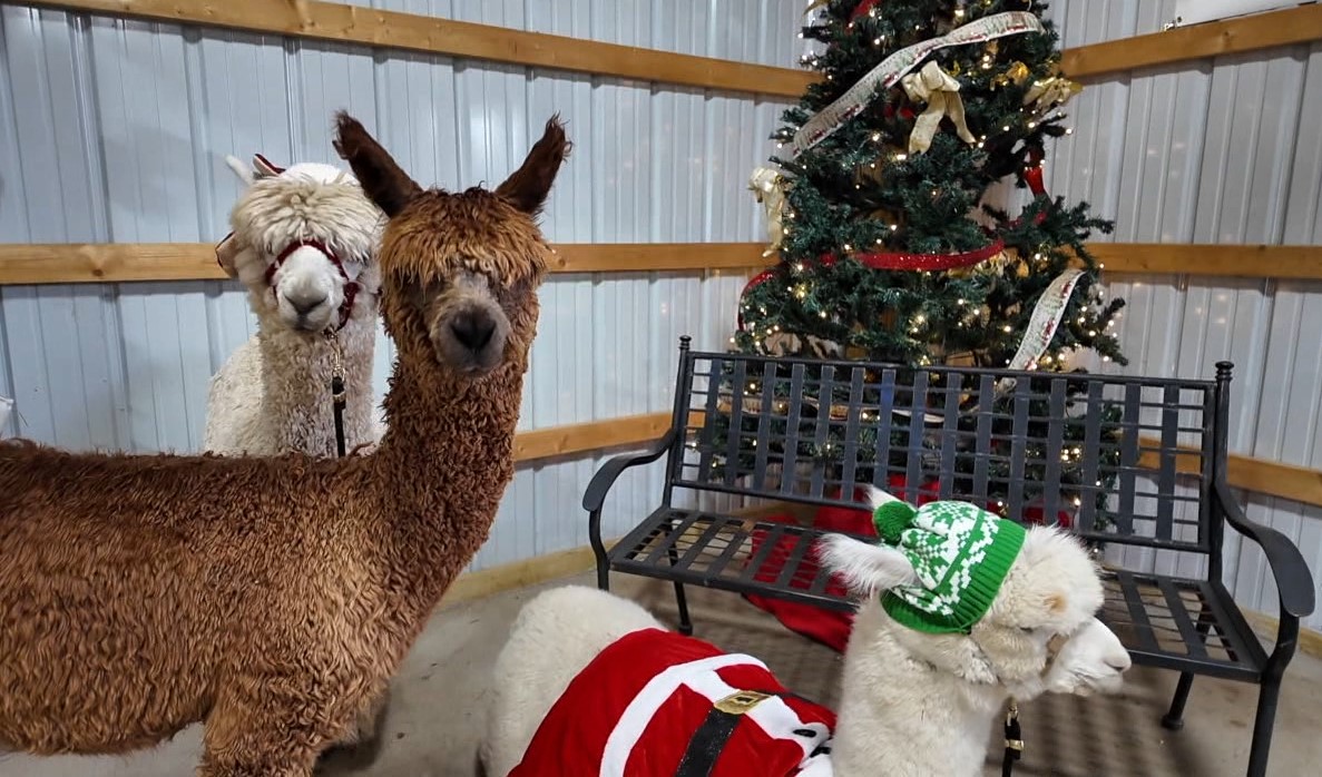 alpaca11.jpg