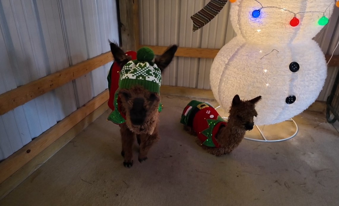 alpaca6.jpg