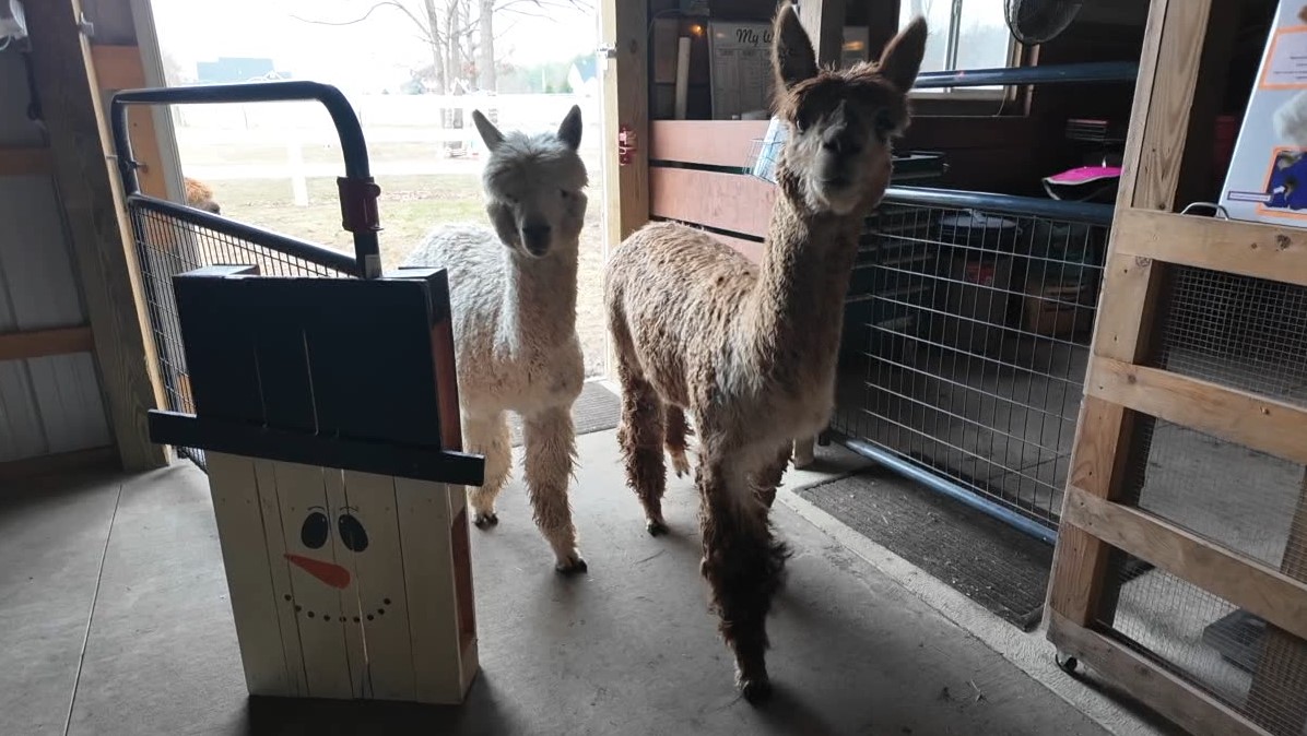 alpaca8.jpg