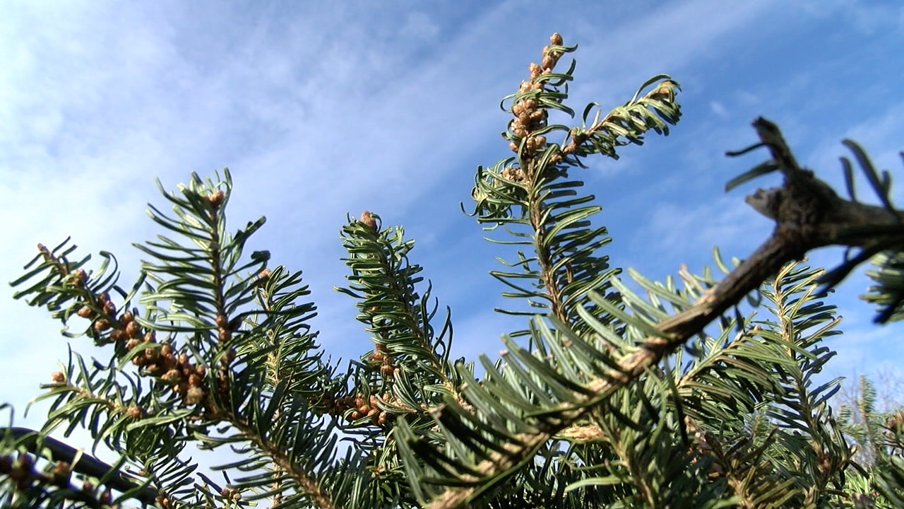 tree recycling 3.jpg