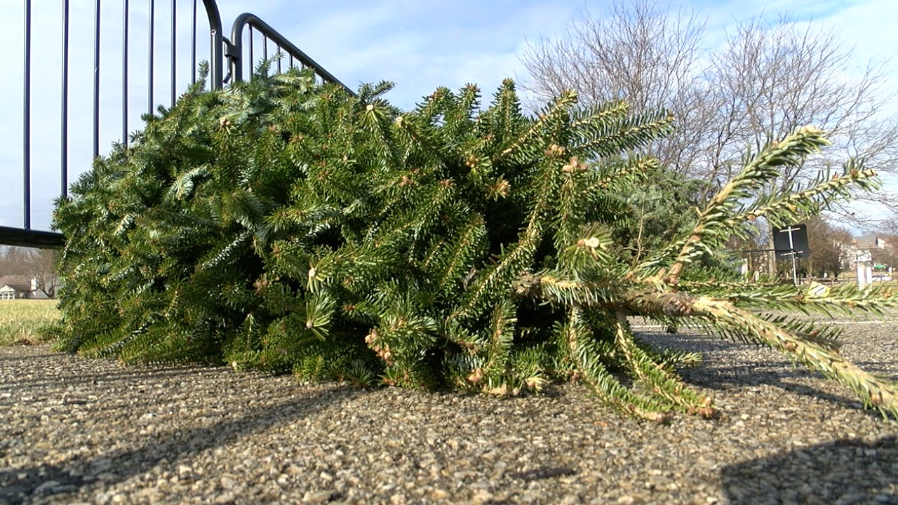 tree recycling 5.jpg