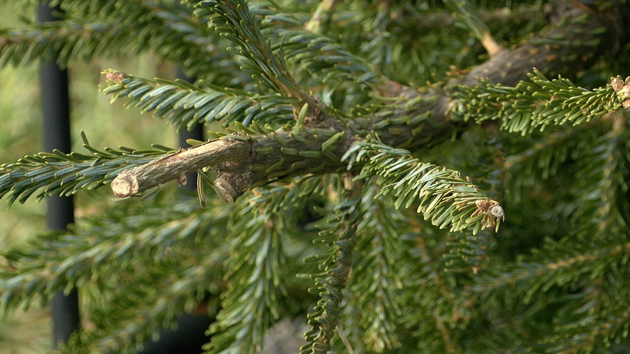 tree recycling 6.jpg