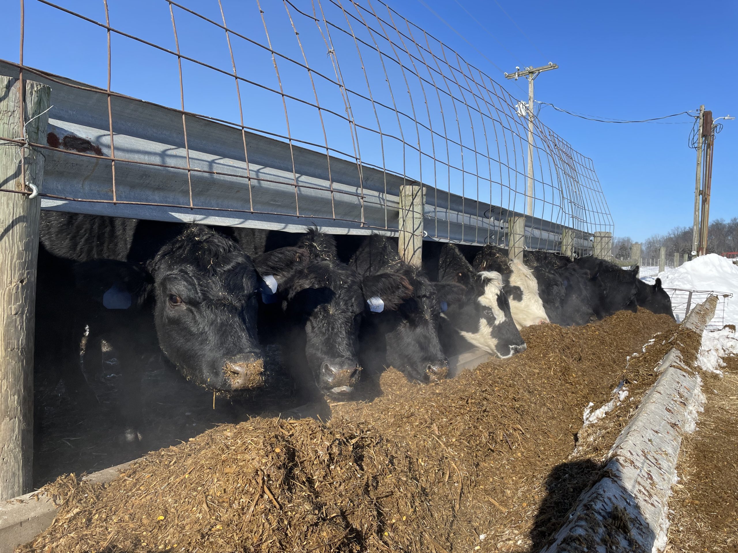 Cows eating.jpg