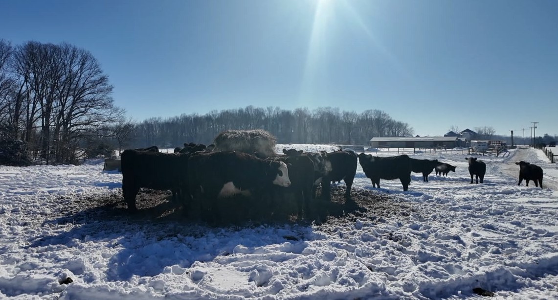 snow cattle.jpg