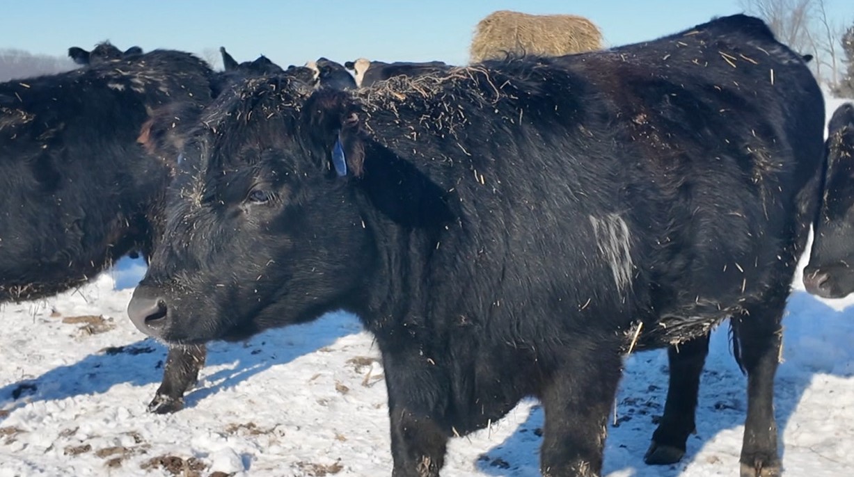 snow cattle3.jpg
