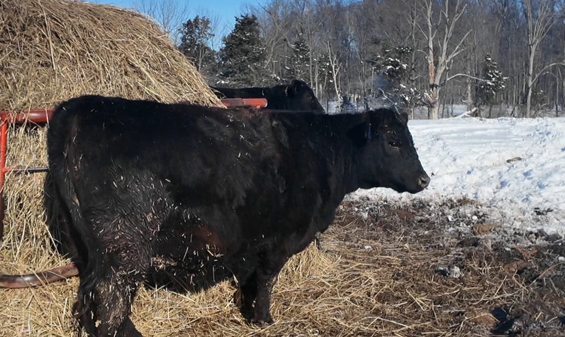 snow cattle4.jpg