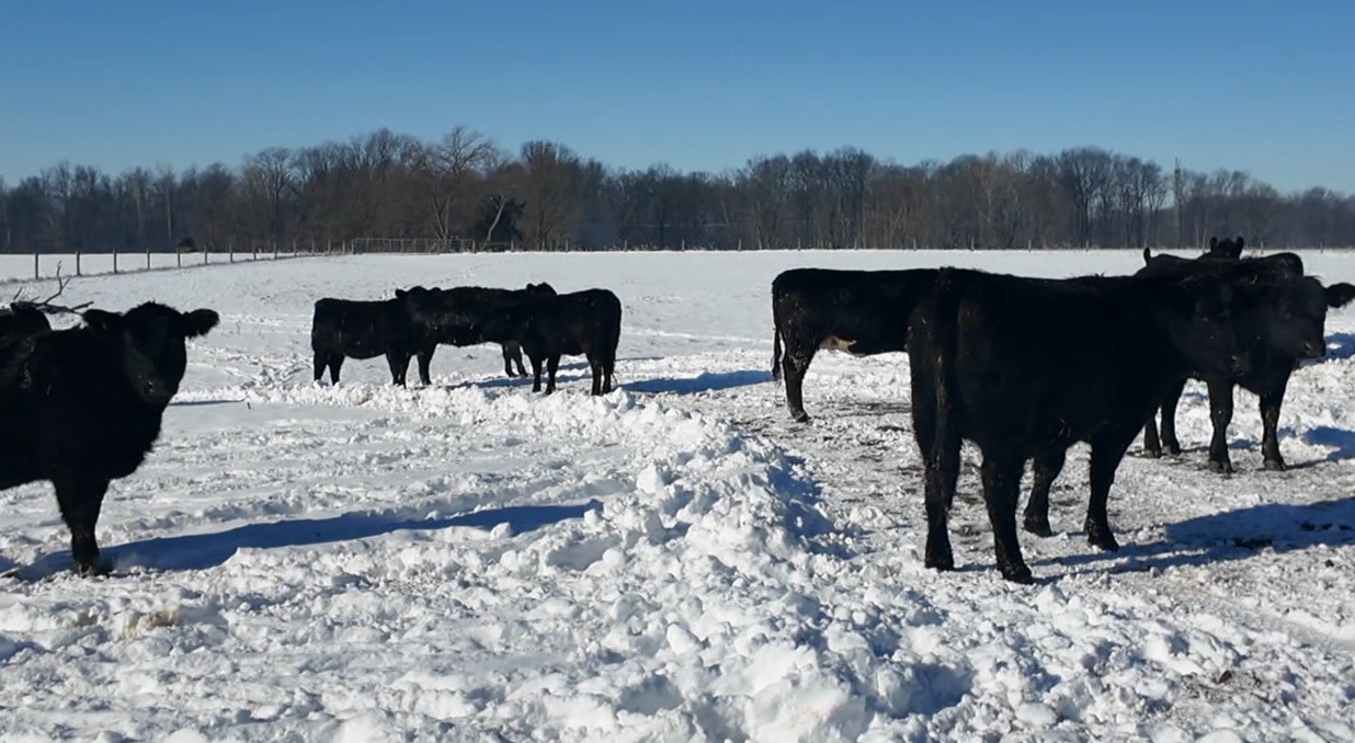 snow cattle5.jpg